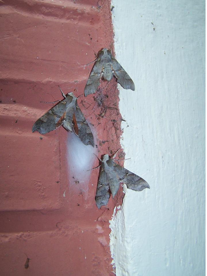 FIGURE 1c FIGURE 1c